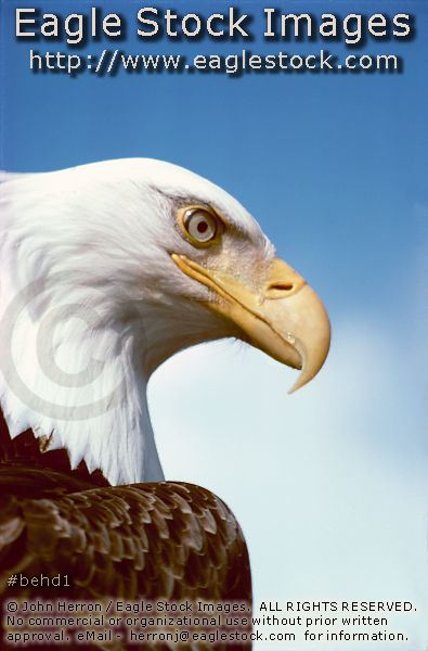 bald eagle photo  #BEHD1 - proud american eagle picture